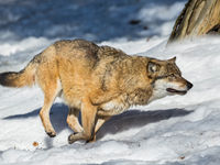 Een wolf, te herkennen aan de witte mondhoeken. © Rudi Debruyne