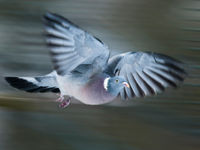 Een houtduif in volle vlucht, prachtige vogels zijn het. © Rudi Debruyne