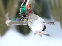 Een wintertaling steigt op vanop het ijs. © Rudi Debruyne