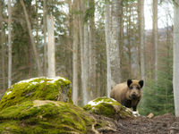 Wild zwijn in het bos © Rudi Debruyne