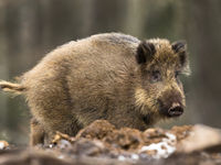 Een everzwijn in een boslandschap © Rudi Debruyne