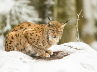 De geest van het bos, een lynx. © Rudi Debruyne