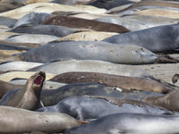 Het strand ligt bezaaid met elephant seals. © Iwan Lewylle