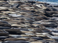 Het strand ligt bezaaid met elephant seals. © Iwan Lewylle