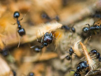 Enkele mieren zijn druk bezig met voedsel verzamelen. © Billy Herman