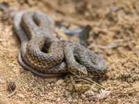 Het loont zeker om een reptielenboek mee te nemen op deze reis. © Billy Herman