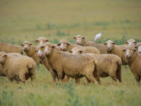 Een koereiger lift mee op een kudde schapen. © Billy Herman