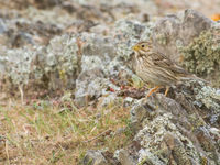 Grauwe gorzen zijn hier nog erg algemeen in het kleinschalige landschap. © Billy Herman