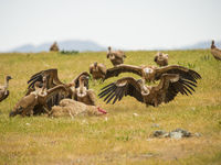 Een bende vale gieren doet zich tegoed aan het karkas van een schaap. © Billy Herman