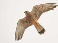 Kleine torenvalken zijn echte zomervogels, maar hier druppelen ze vanaf februari al binnen. © Billy Herman