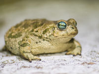 Een groene pad vol kuit is op weg naar de paarplaatsen. © Billy Herman