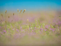 Een detail van het bloemrijke grasland. © Billy Herman