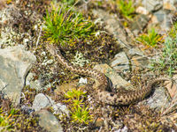 Adders zijn erg algemeen en liggen in de ochtend steeds op te warmen op zonbeschenen stenen. © Billy Herman