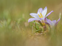 Jonge krokussen zijn het eerste teken dat de lente in aantocht is. © Billy Herman