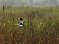 Pied harriers zijn steeds favoriet... Wat een soort! © Bernard Van Elegem