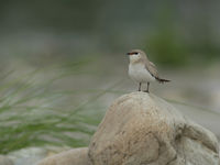 Small pratincole is een van de schattigste steltlopers die er bestaat, en steevast een garantie op deze reis. © Bernard Van Elegem