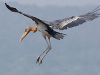 Een greater adjutant, de Aziatische tegenhanger van de maraboe's, gaat sterk achteruit. © Bernard Van Elegem