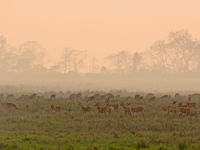 In Assam hebben we ook oog voor tal van zoogdieren... © Bernard Van Elegem