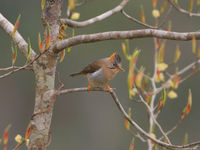 Een rufous-vented yuhina gluurt ons aan vanop z'n zitpost. © Bernard Van Elegem