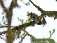 Himalayan cutia is een erg gespecialiseerde soort laughingthrush die zich steeds op de takken van mossige bomen ophoudt. © Bernard Van Elegem