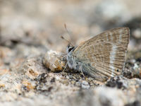 Een tijgerblauwtje wacht op de eerste zonnestralen om zich op te warmen. © Billy Herman