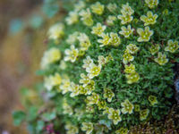 Saxifraga soorten zijn het meest typisch voor de omgeving. © David 'Billy' Herman