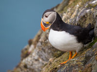 Atlantic puffins are always fun to see and photograph. © David 'Billy' Herman