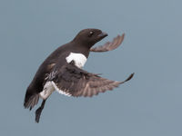 Little auks in breeding plumage, on their way to the colony. © David 'Billy' Herman
