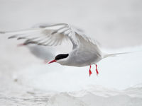 Arctic terns are very common and full of character. © David 'Billy' Herman