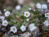 Close-up van de unieke flora. © David 'Billy' Herman