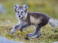 Arctic foxes are always a customer's favorite! © David 'Billy' Herman