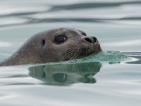 A seal comes inspecting what all that activity is on the beach. © David 'Billy' Herman