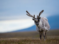 Cariboo are not wary at all in this region. © David 'Billy' Herman