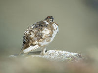 Rock ptarmigan soon change their white winter plumage for a more mossy one when summer arrives. © David 'Billy' Herman