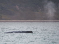 Les baleines à bosse passent l'hiver plus au sud, mais s'observent ici en été © David 'Billy' Herman