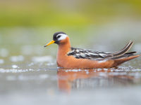 Grey phalaropes belong to those few species on earth where the females are actually prettier than the males. © David 'Billy' Herman