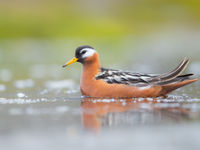 Rosse franjepoten behoren tot die paar soorten op aarde waar de wijfjes mooier zijn dan de mannetjes. © David 'Billy' Herman