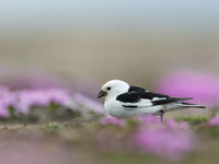 Sneeuwgorzen kleuren in zomerkleed prachtig wit-zwart. © David 'Billy' Herman