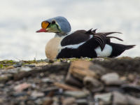 This male king eider came very close for a picture. © David 'Billy' Herman