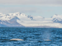 Beluga's zijn de witte dolfijnen van de poolstreken. © David 'Billy' Herman