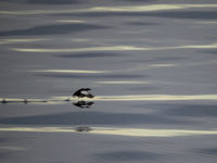 Een zwarte zeekoet vertrekt! © David 'Billy' Herman