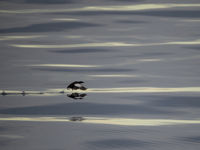 A black guillemot takes off! © David 'Billy' Herman