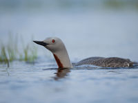 You rarely see red-throated divers in full breeding plumage, but here it's pretty normal! © David 'Billy' Herman