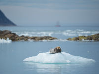 Op een ijsschots ben je het veiligst, denkt deze baardrob. © David 'Billy' Herman