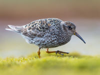 In de zomer kleuren paarse strandlopers zodat ze niet opvallen op de rotsige ondergrond. © David 'Billy' Herman