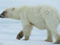 De enorme poten laten de soort toe op het ijs te lopen. © David 'Billy' Herman