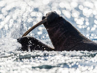 Walruses are known for their feisty fights. © David 'Billy' Herman