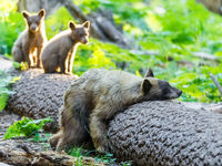 Black bears met welpjes. © Brent Paull