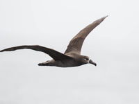 Black-footed albatross. © Iwan Lewylle