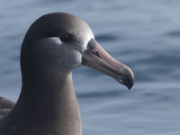 Black-footed albatross close-up. © Joachim Bertrands